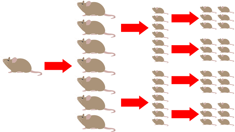 出産ごとに増え続けるネズミ